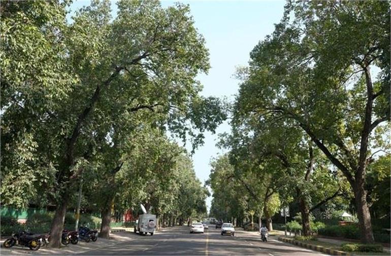 'दिल्ली में लगाए जाएं 10 हजार पेड़'...हाईकोर्ट का आदेश- यहां से खर्च करें 70 लाख से ज्यादा रुपए